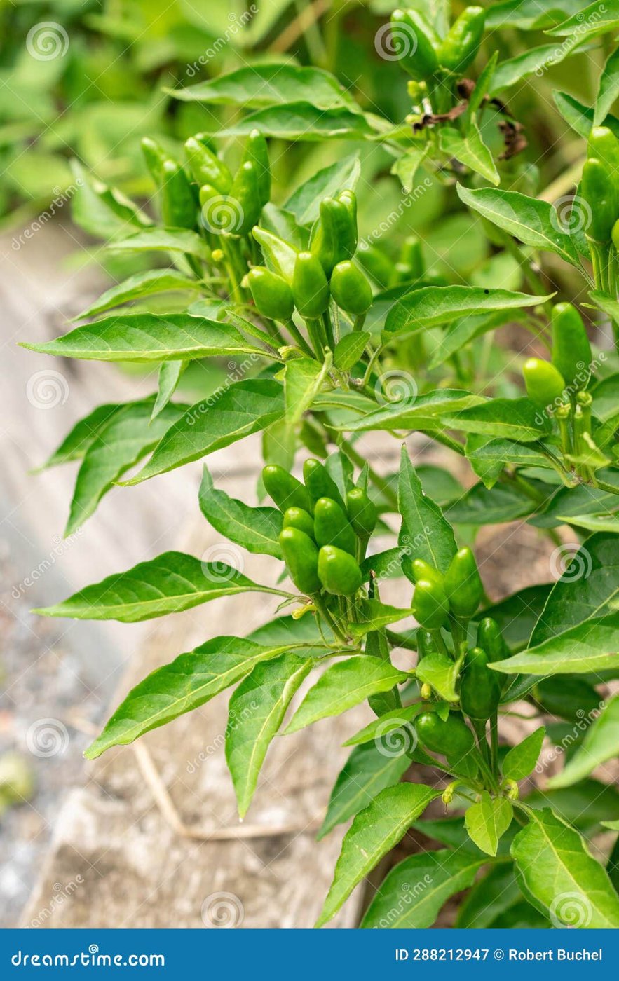 Chili