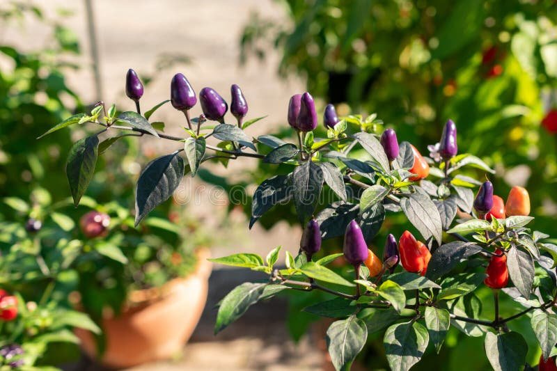 Chili imported image