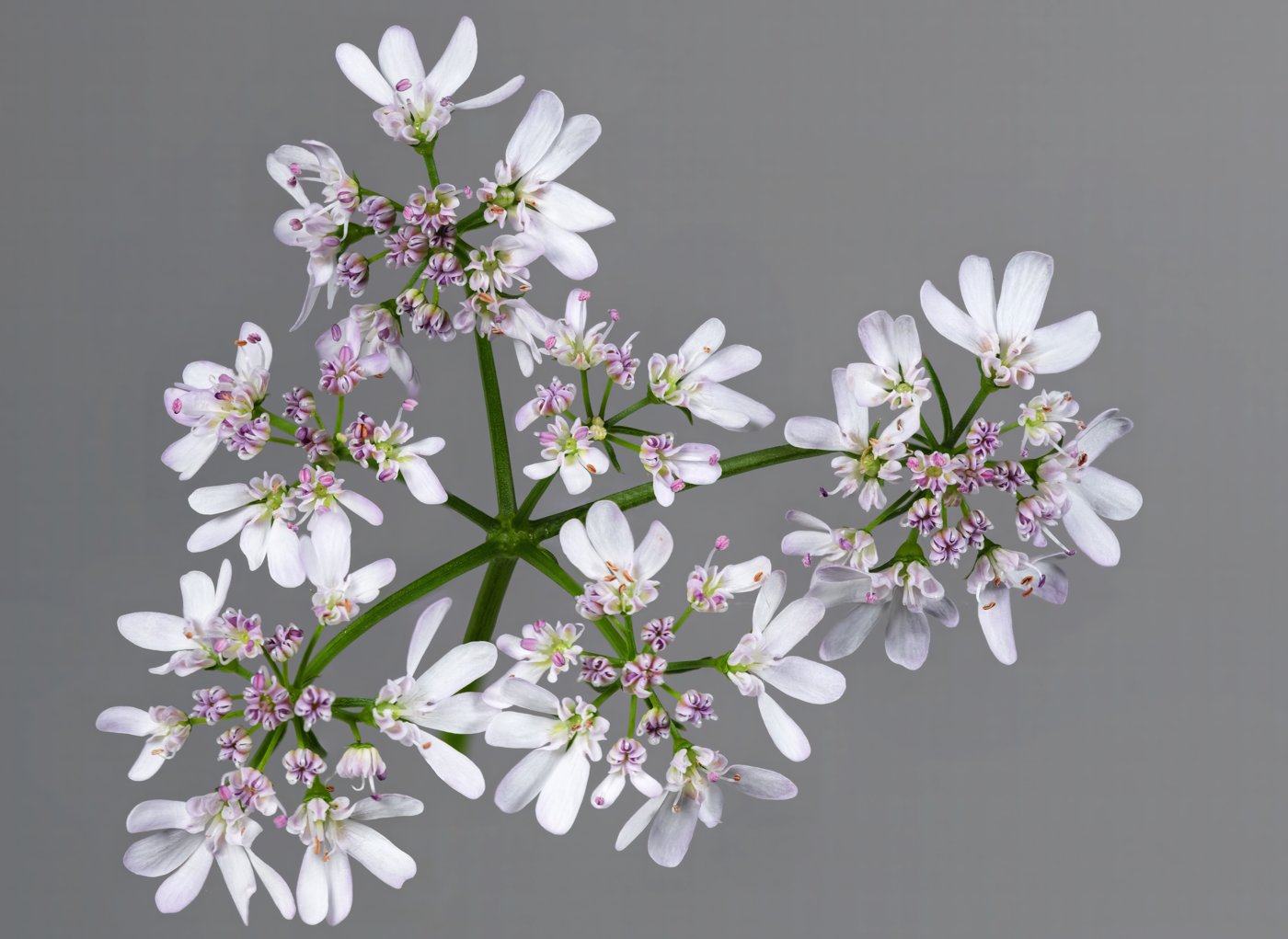 Coriander