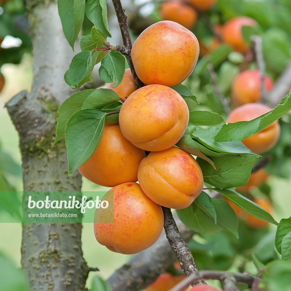 Apricot