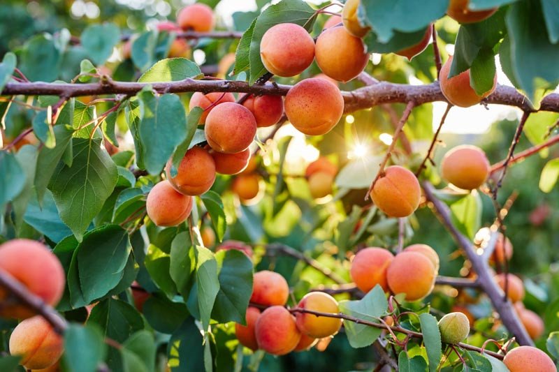 Apricot imported image