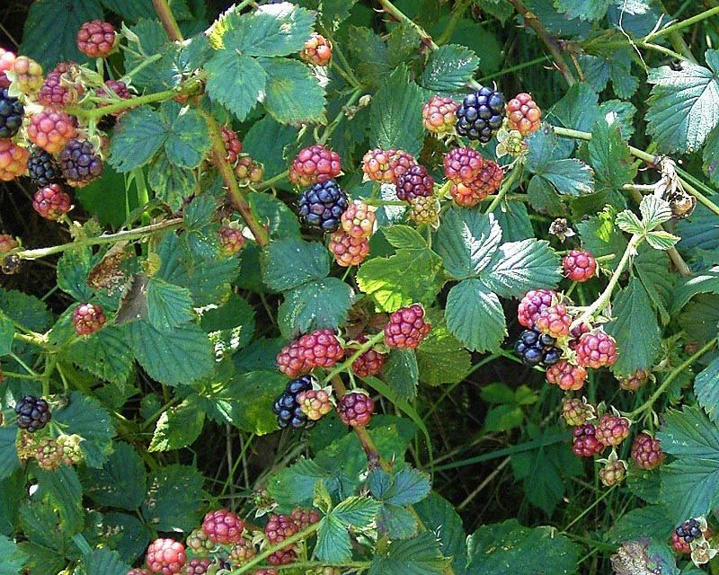 Blackberry