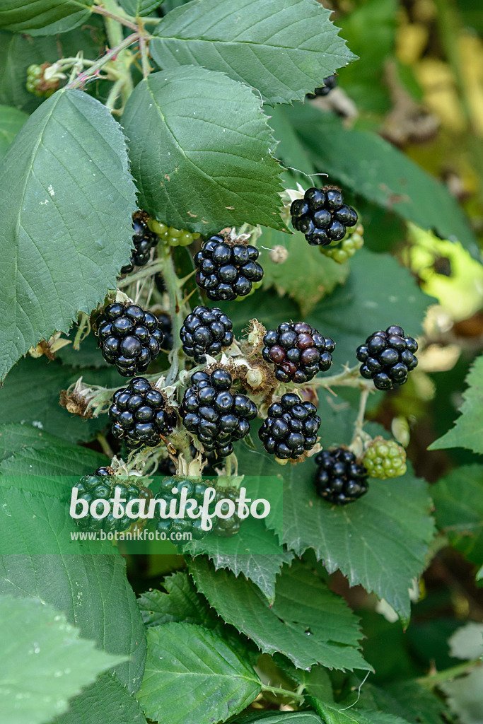 Blackberry imported image