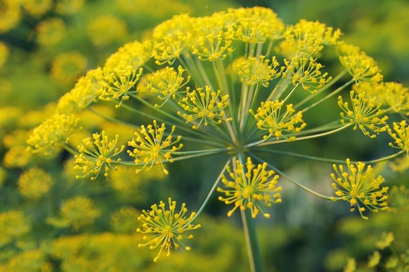 Dill imported image