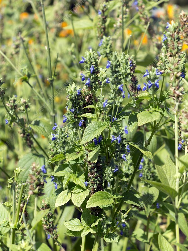 Chia imported image