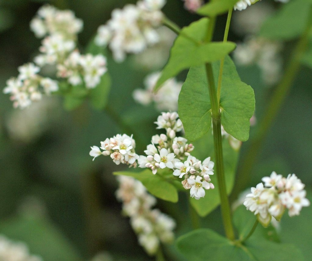 Buckwheat imported image