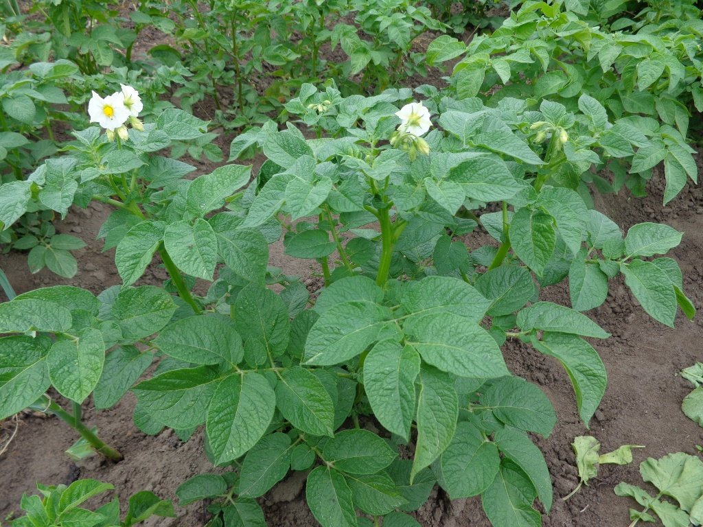 Irish Potato imported image