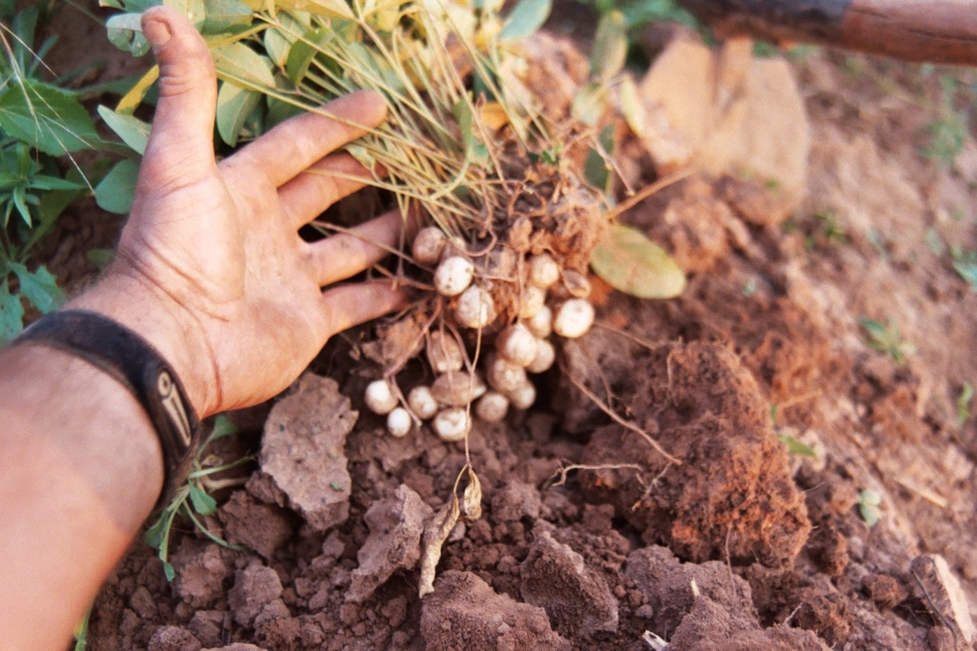Bambara groundnut