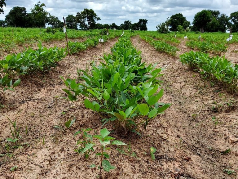 Bambara groundnut imported image