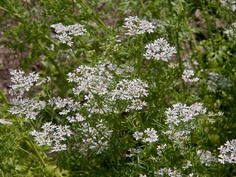 Coriander imported image