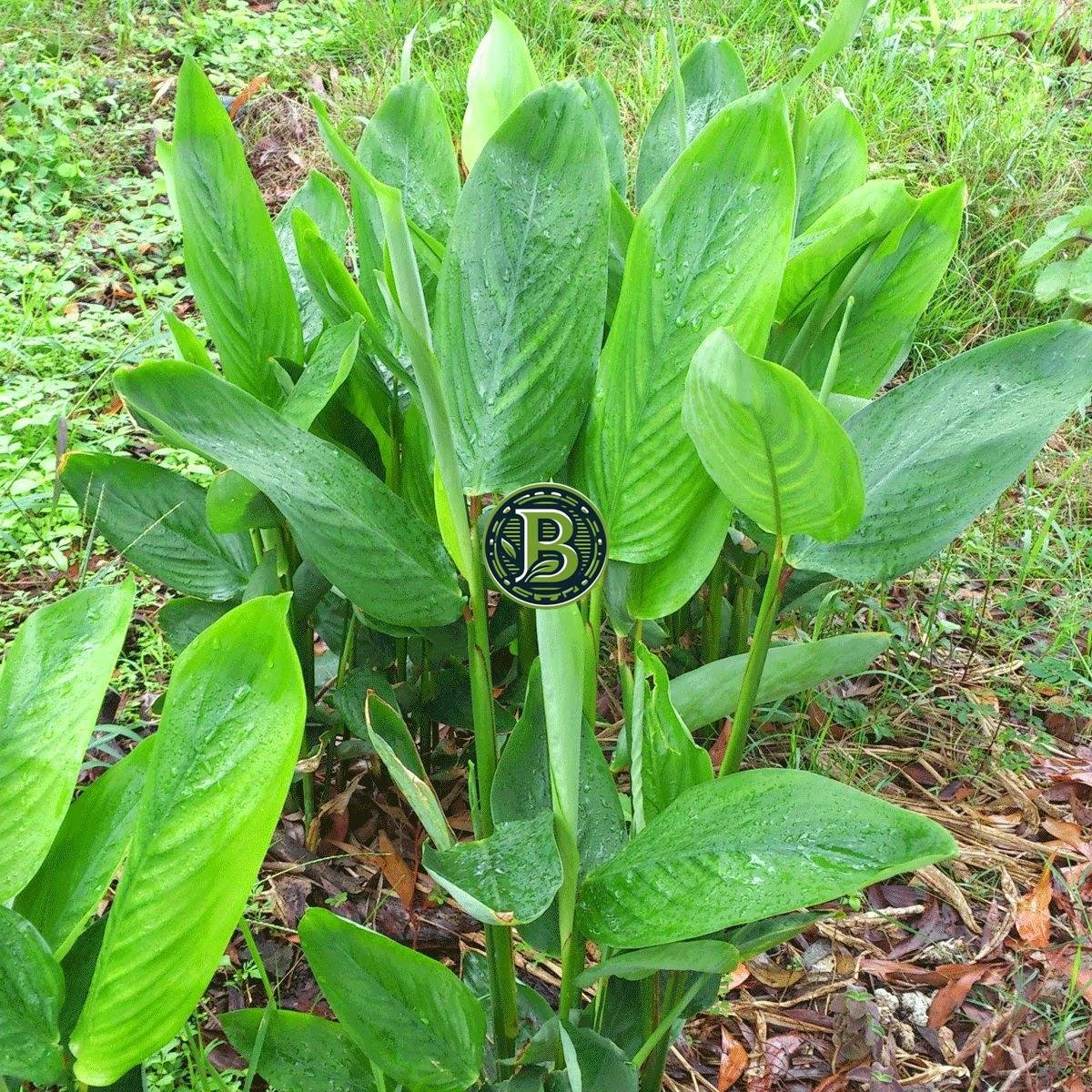 Arrowroot