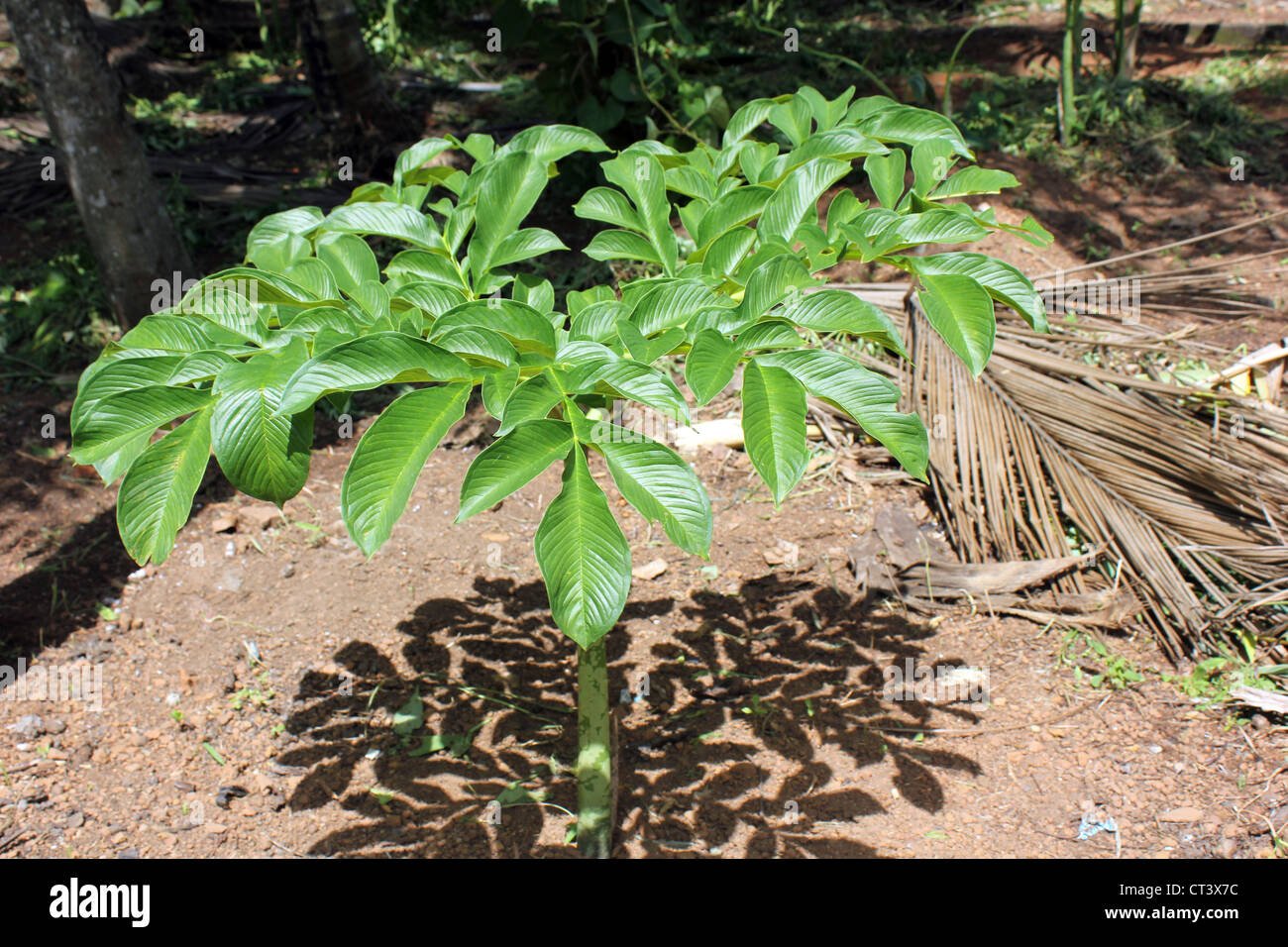 Elephant Foot Yam imported image