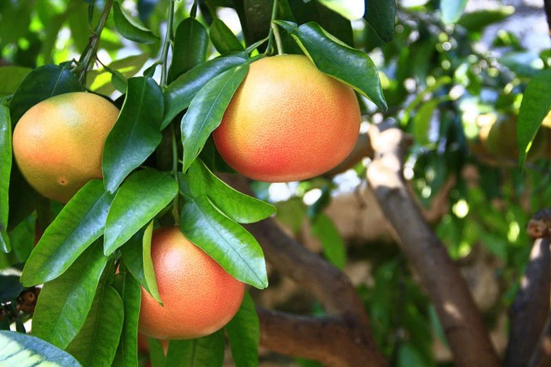 Grapefruit imported image