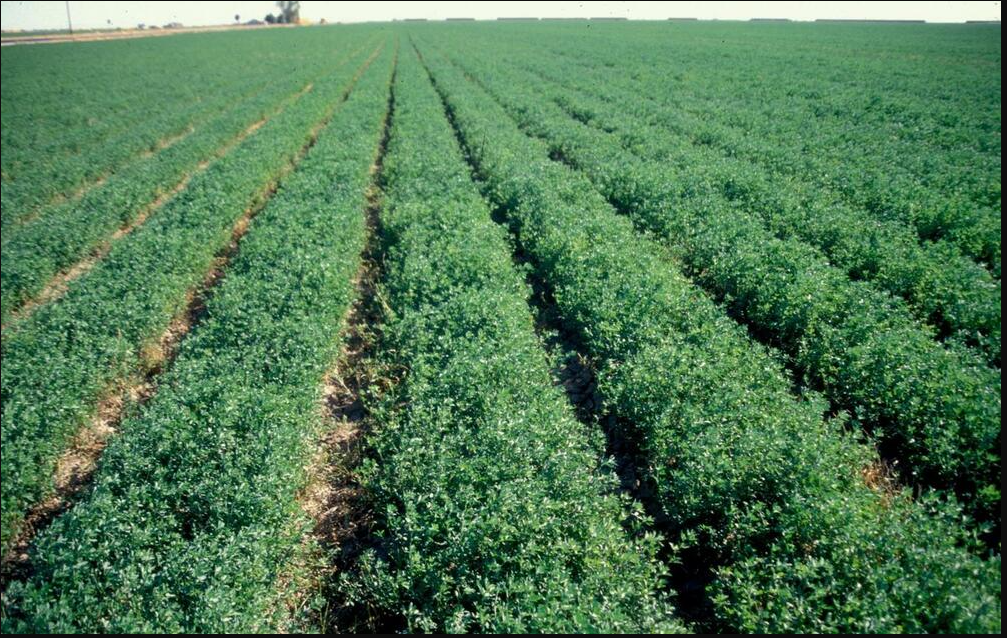 Alfalfa (lucerne)