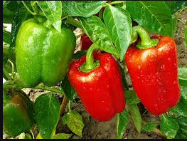 Capsicum / Bell pepper (hoho)
