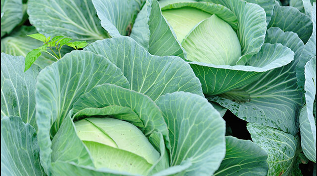 Cabbage