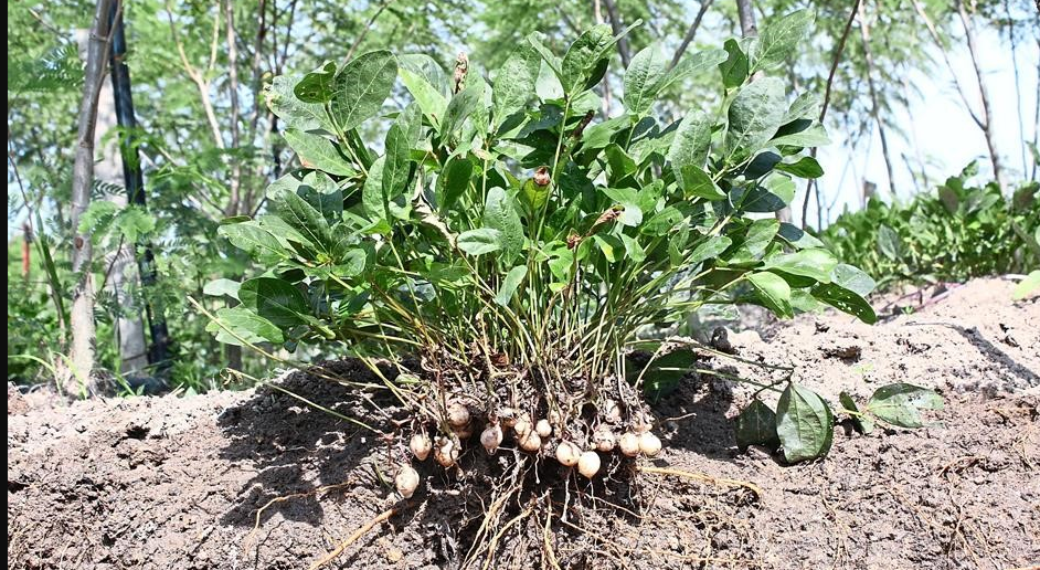 Bambara groundnut