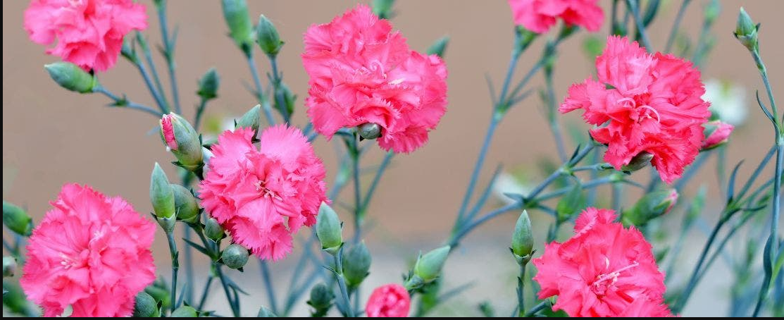 Carnations (cut flower)