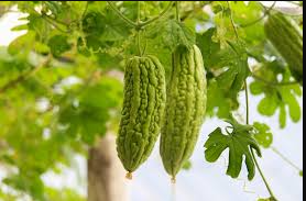 Bitter gourd (bitter melon)