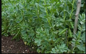 Broad bean (fava)