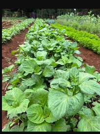 Amaranth leaves (mchicha/terere)