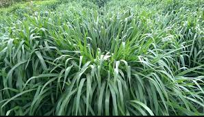 Brachiaria grass
