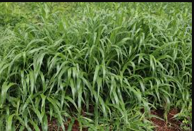 Brachiaria grass