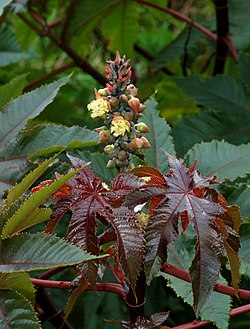 Castor bean