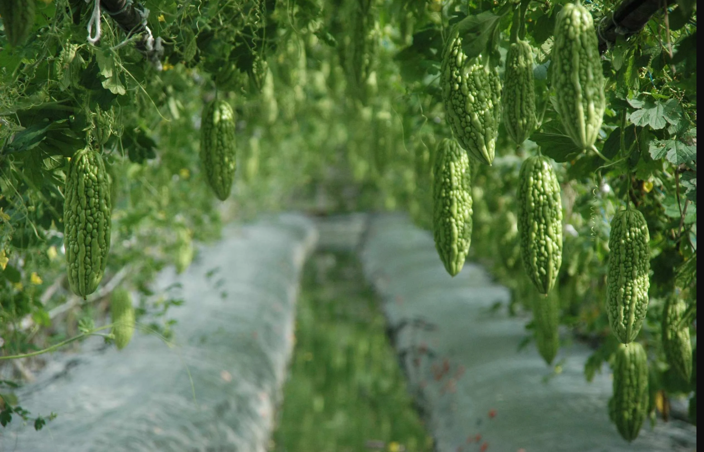 Bitter gourd (bitter melon)