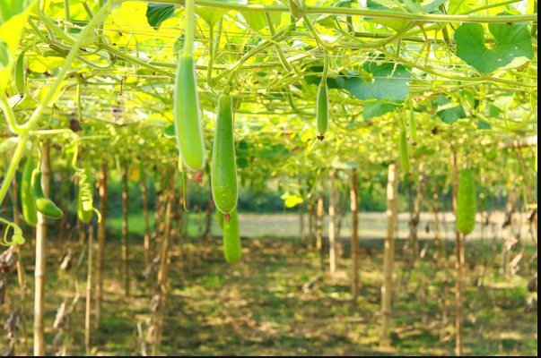 Bottle gourd