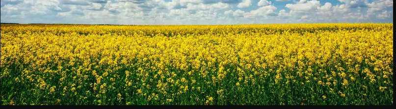 Canola (rapeseed)