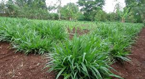 Brachiaria grass