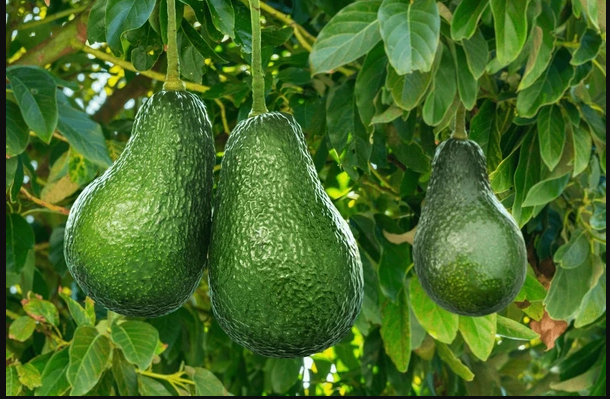 Avocado (parachichi)