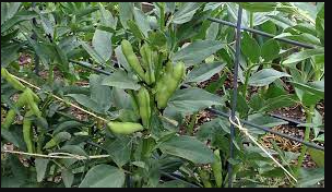 Broad bean (fava)