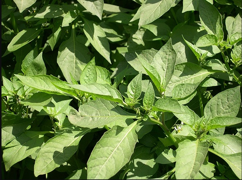 African nightshade