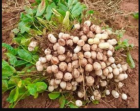 Bambara groundnut