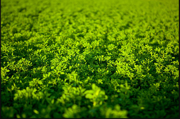 Alfalfa (lucerne)