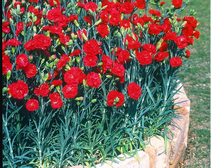 Carnations (cut flower)