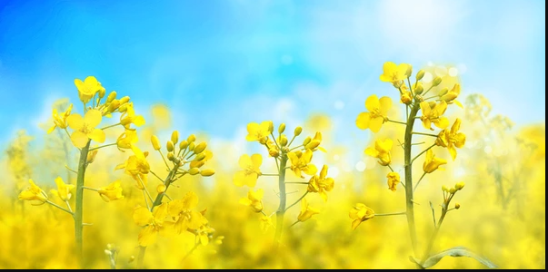 Canola (rapeseed)