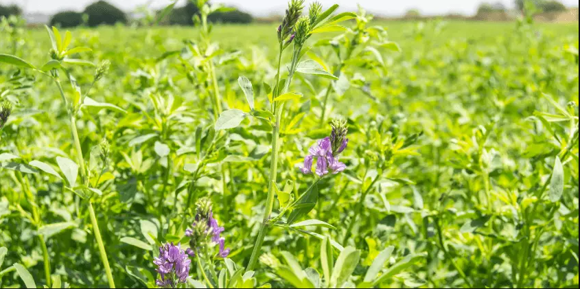 Alfalfa (lucerne)