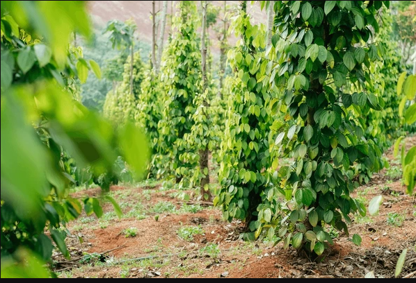 Black pepper (pilipili manga)