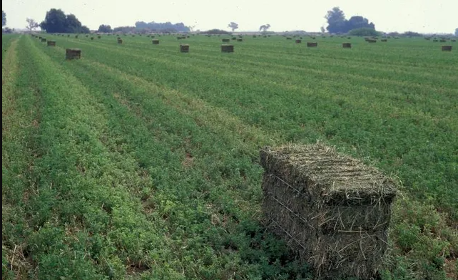 Alfalfa (lucerne)