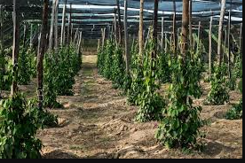 Black pepper (pilipili manga)