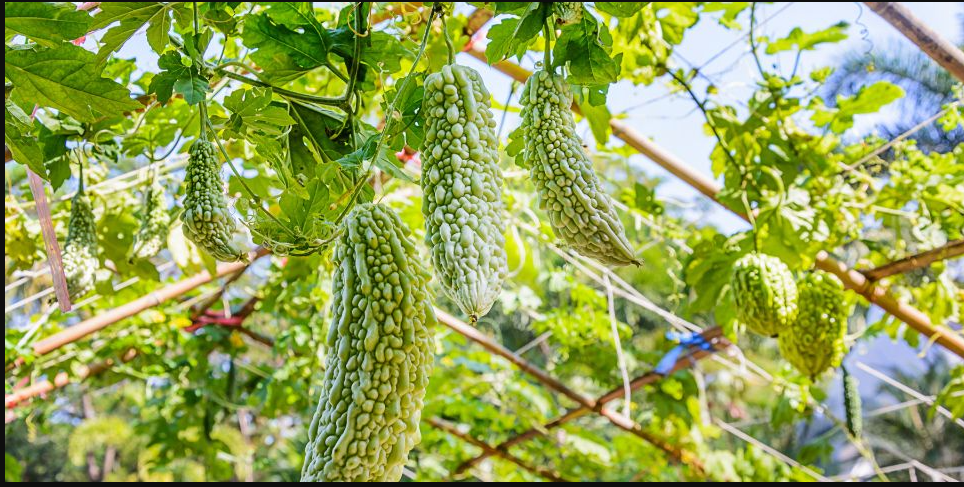 Bitter gourd (bitter melon)