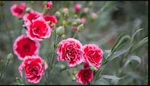 Carnations (cut flower)