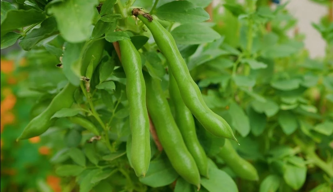 Broad bean (fava)