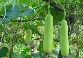 Bottle gourd