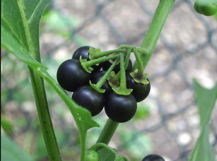 African nightshade