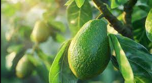 Avocado (parachichi)