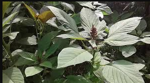 Amaranth leaves (mchicha/terere)